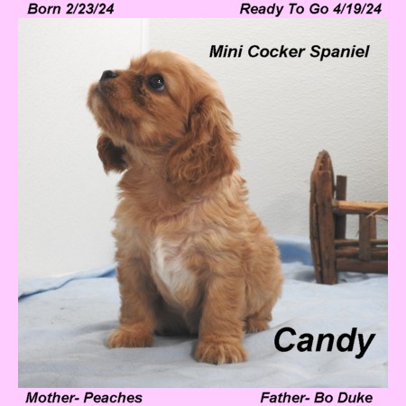 puppy, for, sale, Cock-A-Liers, Joe & Cherri  Overlease, dog, breeder, Miller, MO, dog-breeder, puppy-for-sale, forsale, nearby, find, puppyfind, locator, puppylocator, aca